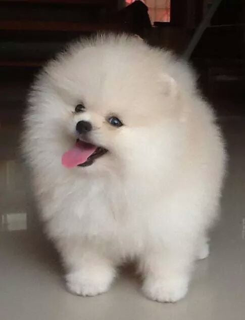 The Ultimate Guide to Improving Your Child's Personality with a New Puppy