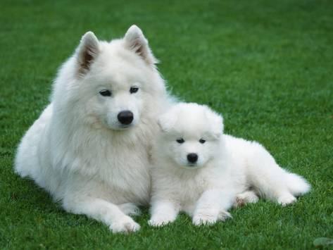 The Top 10 Benefits of Owning Pets