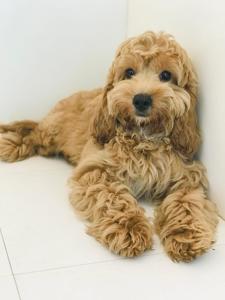 Cockapoo Puppy Male