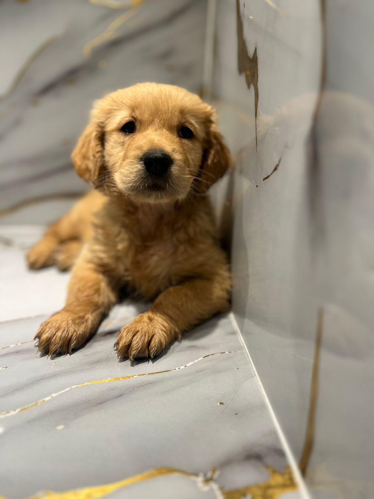 Golden Retriever Female