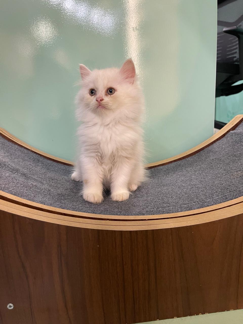 Persian Kitten