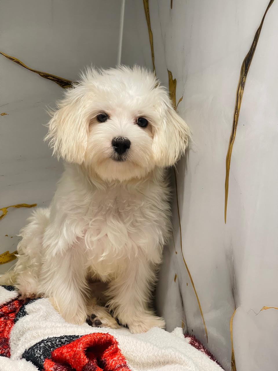 Maltese Female
