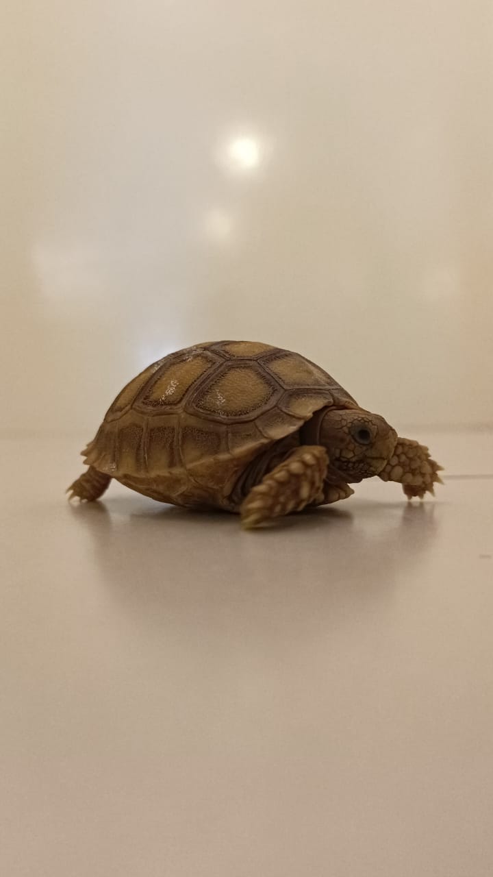African Spurred Tortoise (Sulcata Tortoise)