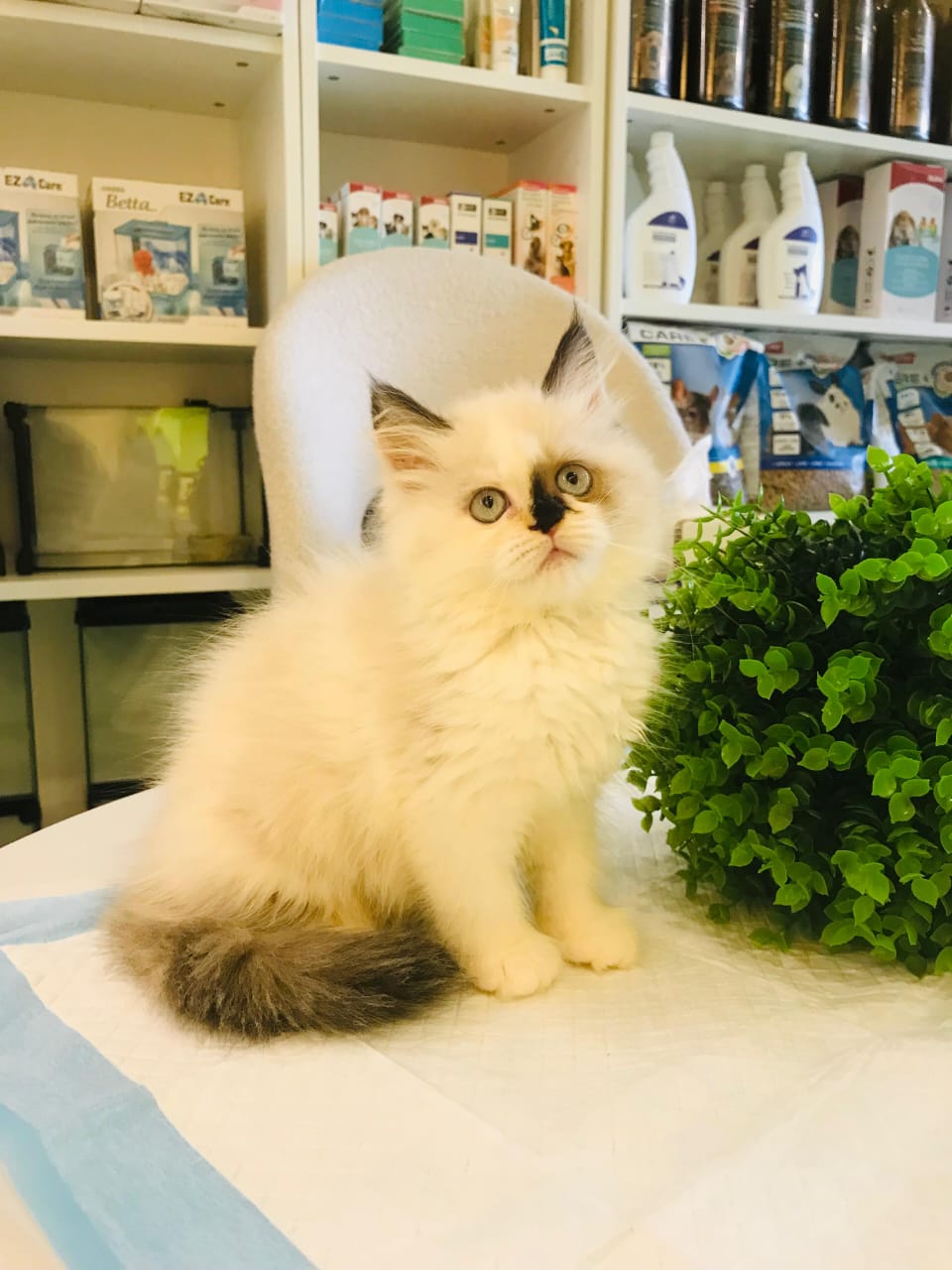 Ragdoll Kitten Female
