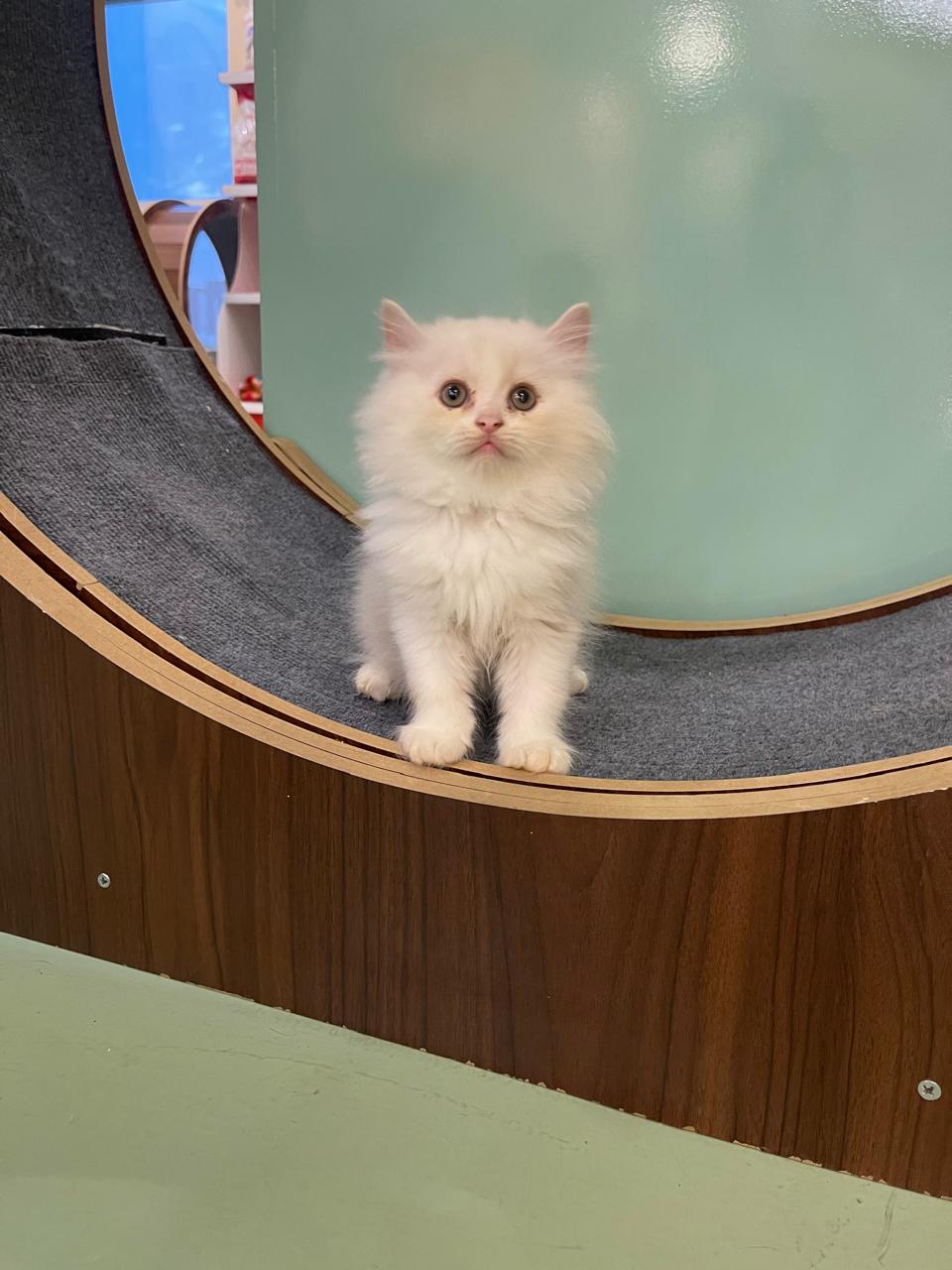 Persian Kitten