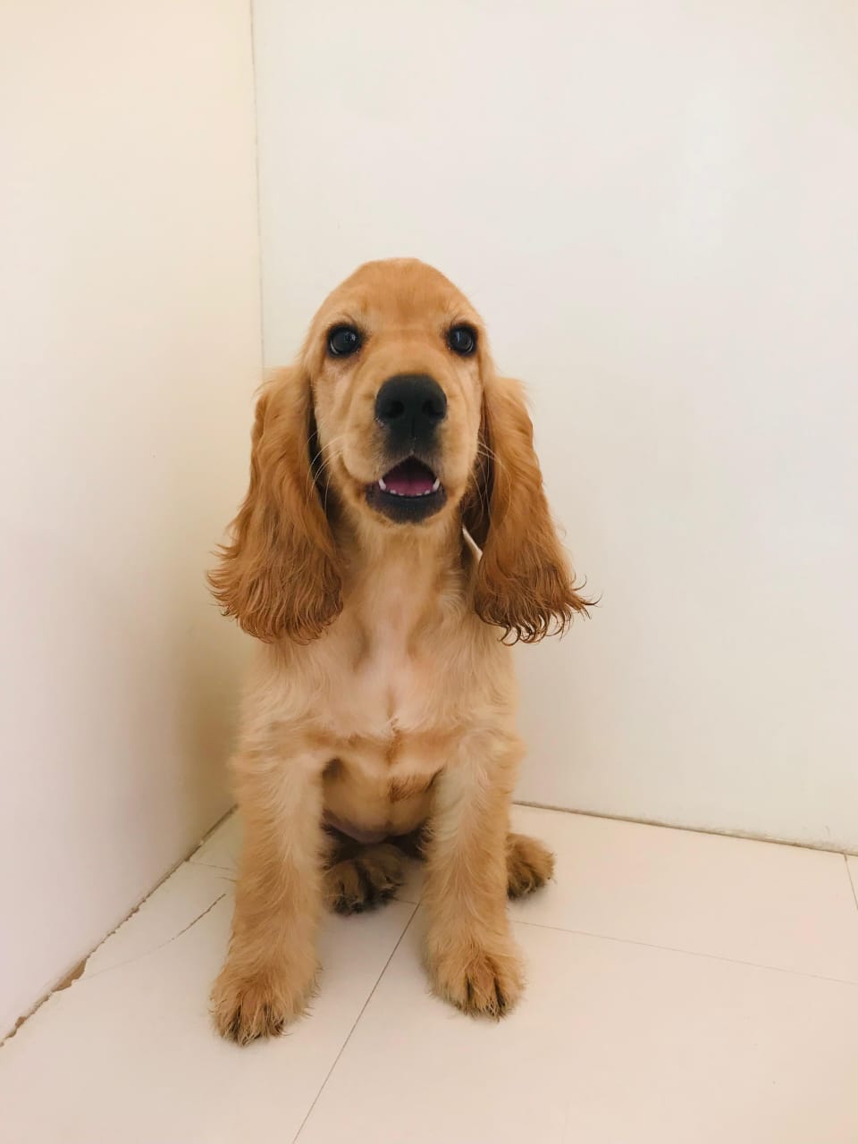 Cocker Spaniel Female