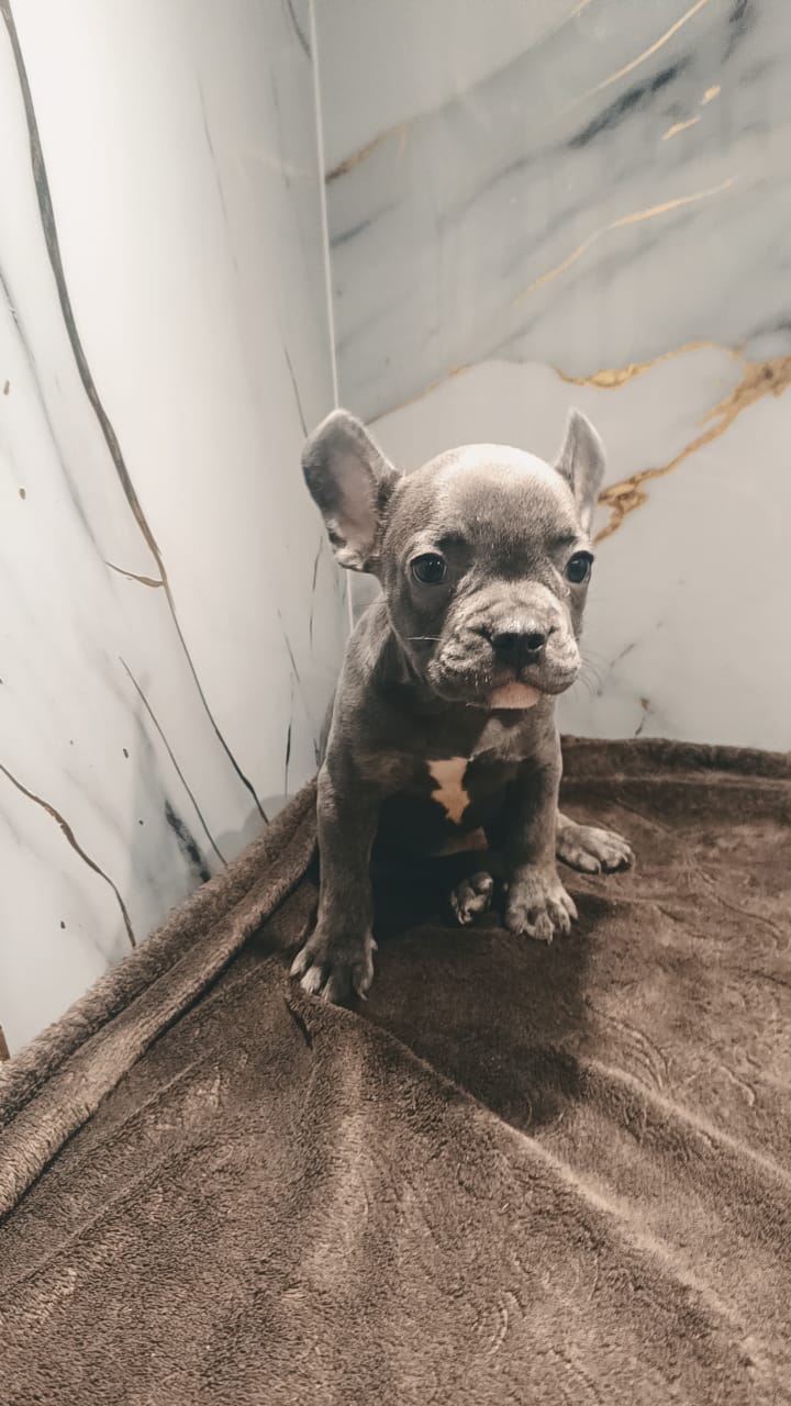 French Bull Dog Male