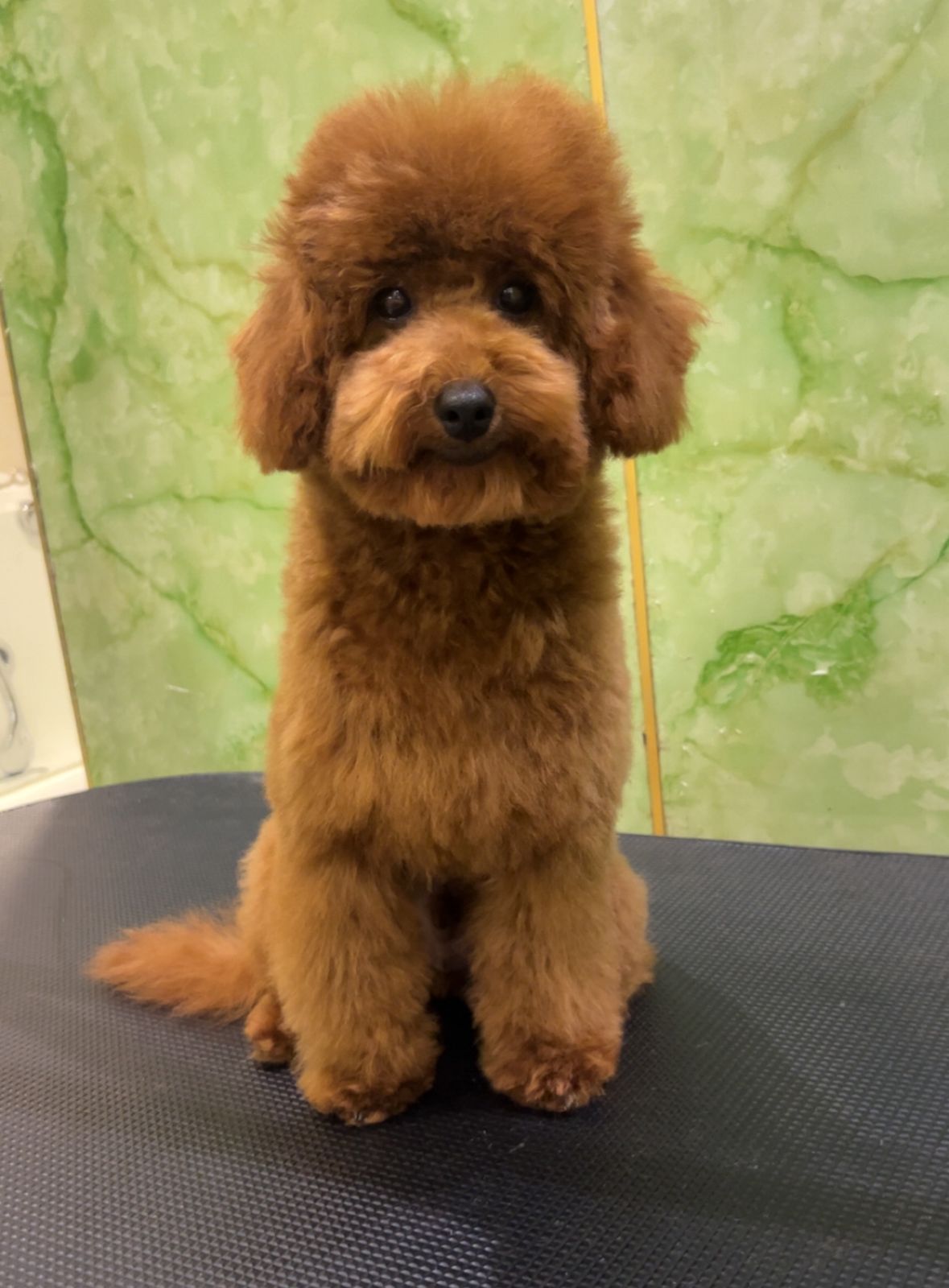 Toy Poodle