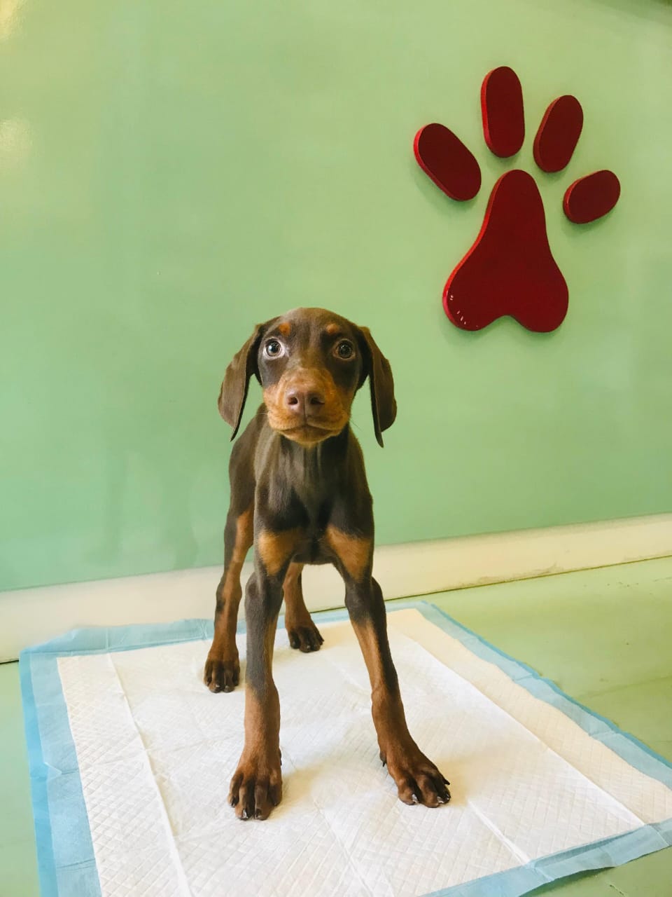 Doberman Puppies Female