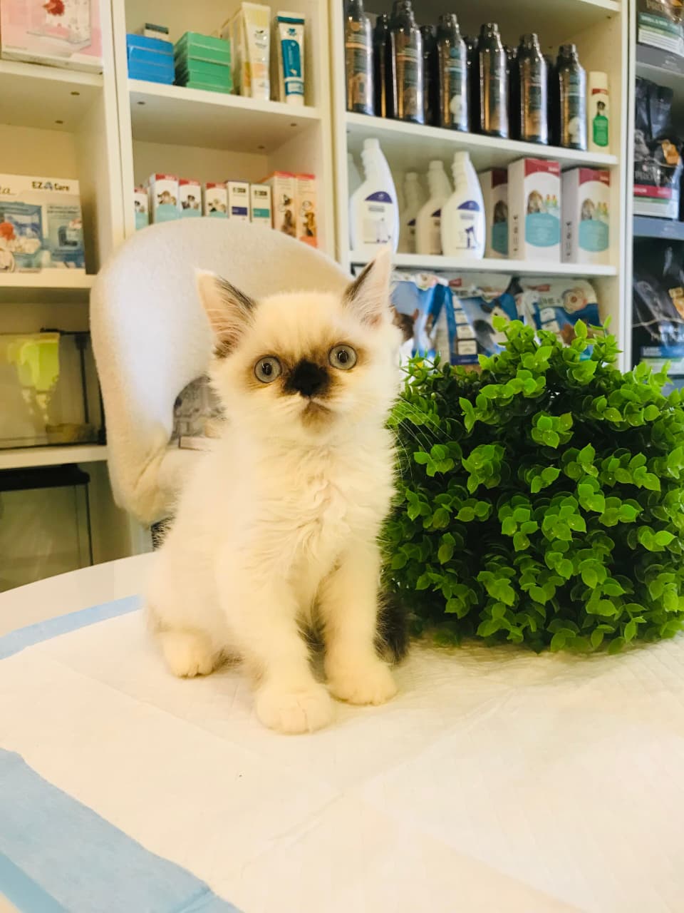 Ragdoll Kitten Male
