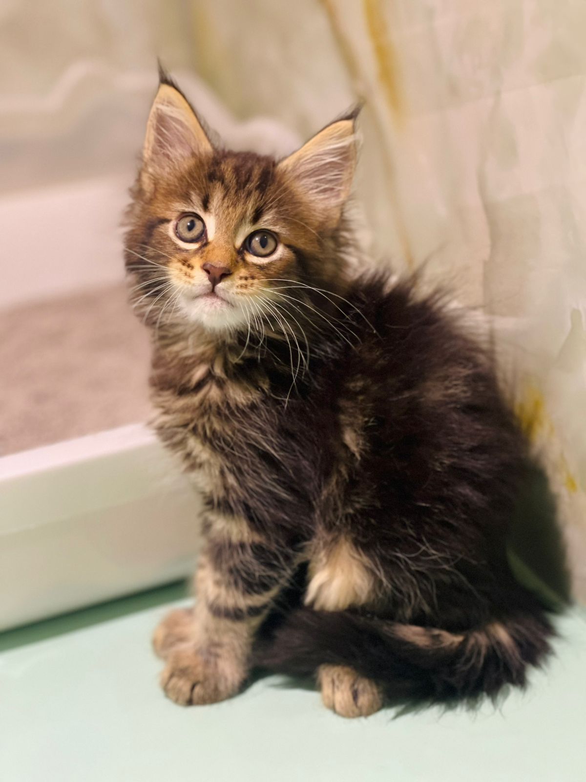 Maine Coon Male Kitten