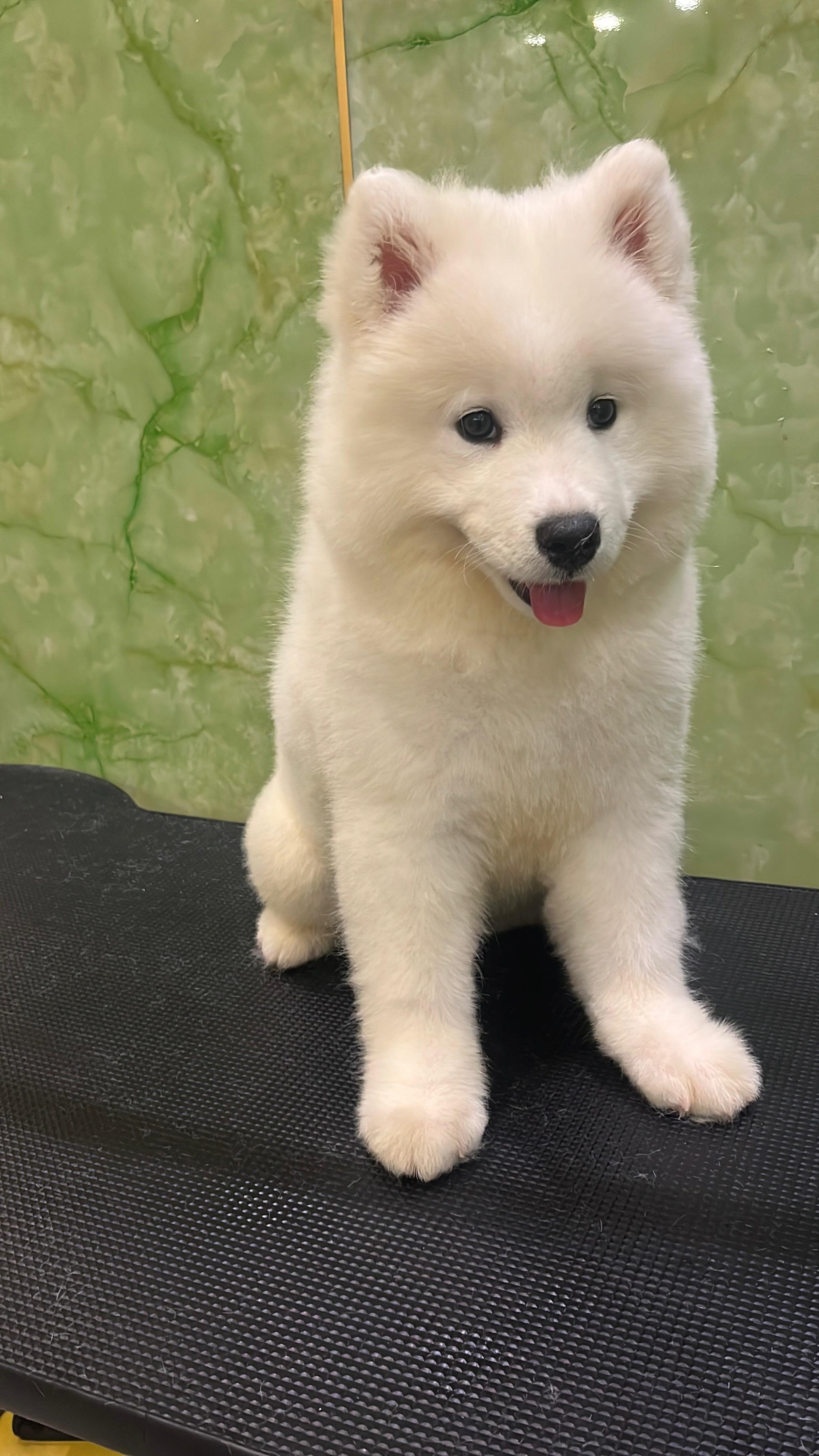Samoyed Puppy