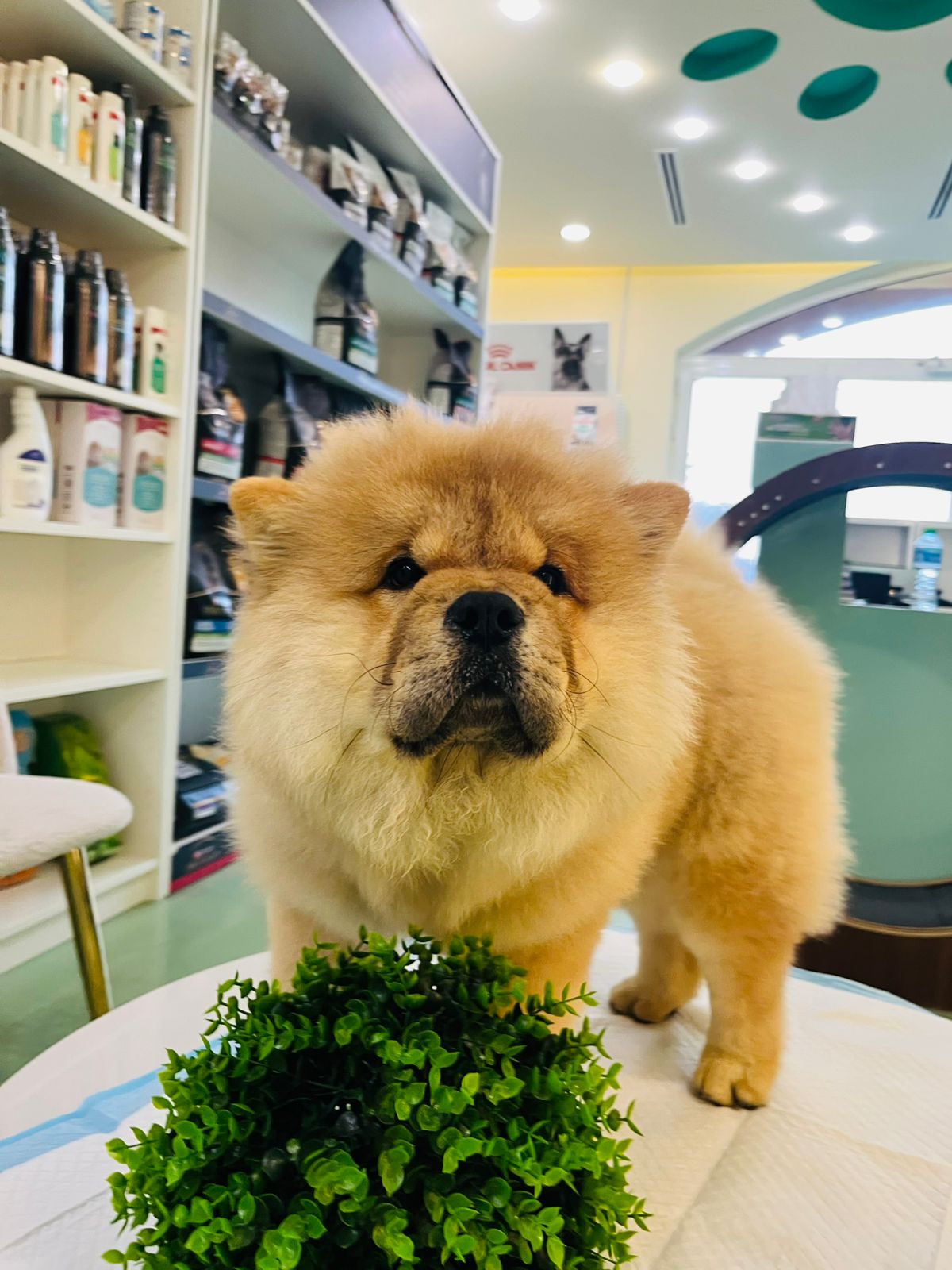 Chow Chow Female Puppy