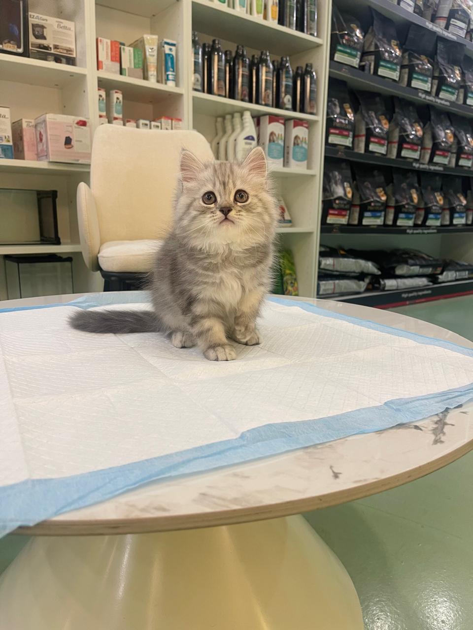 Siberian Male kitten