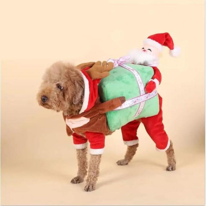 Dog clothes