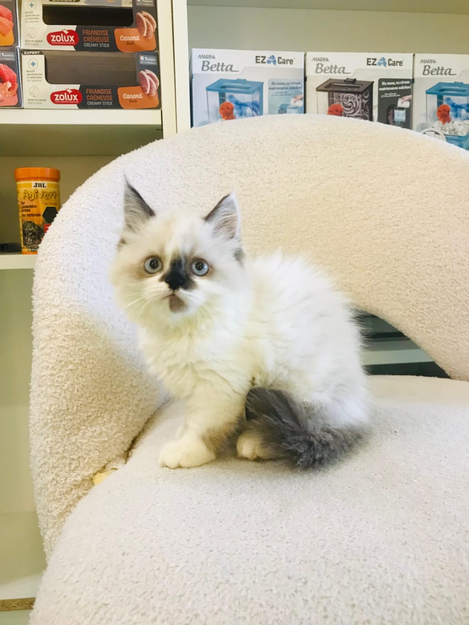Ragdoll Kitten Male
