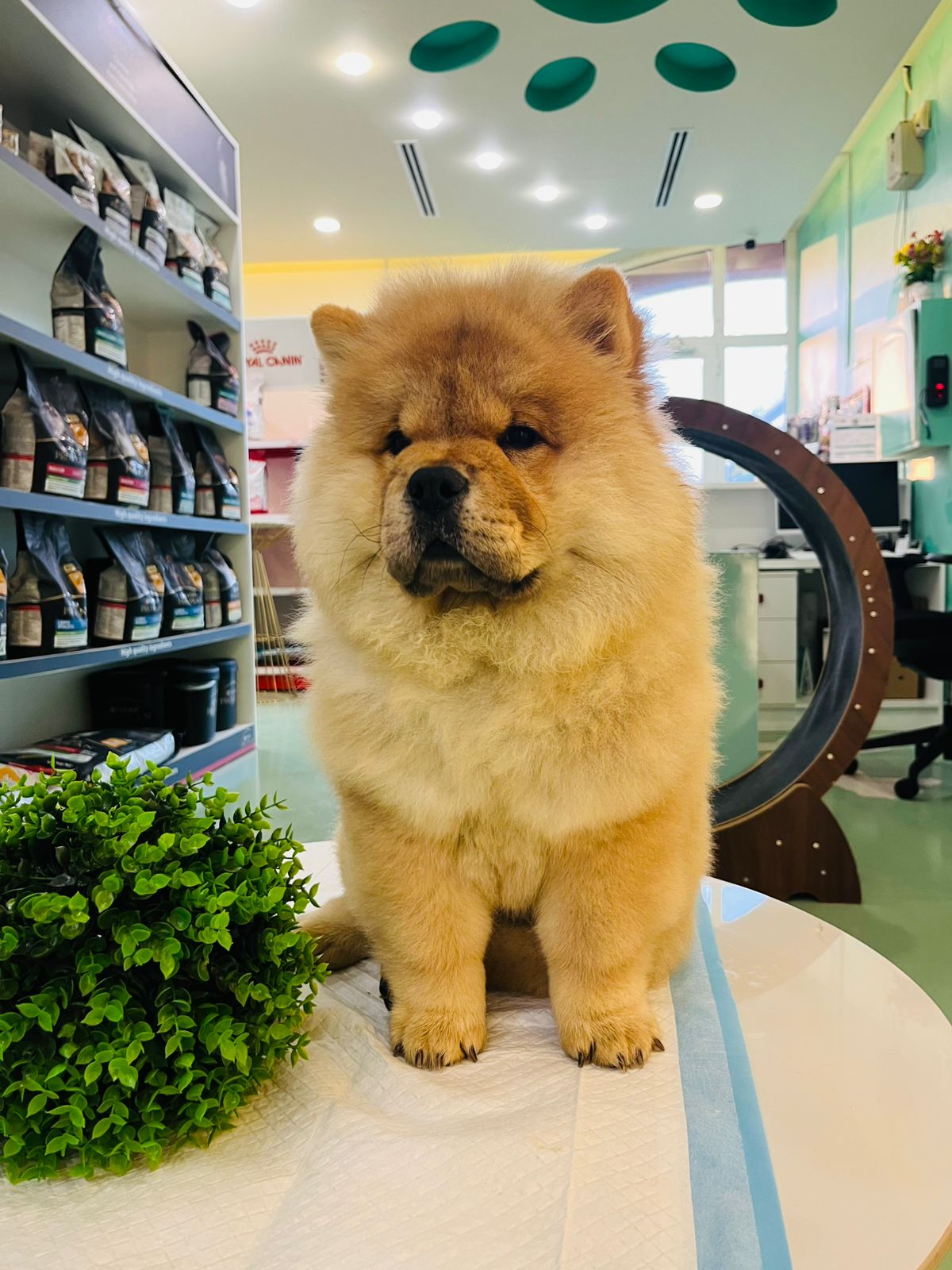 Chow Chow Female Puppy