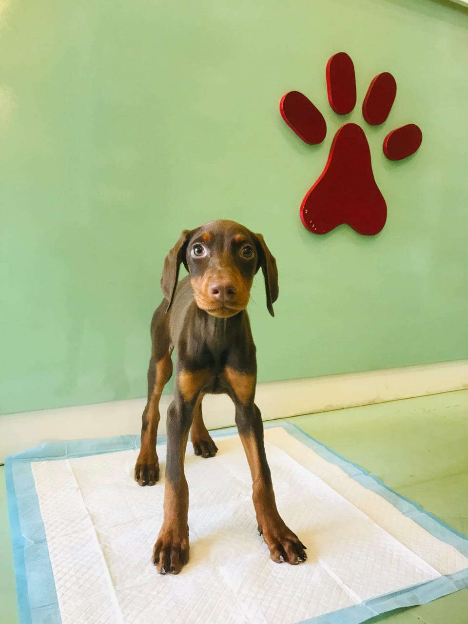 Doberman Puppies Female