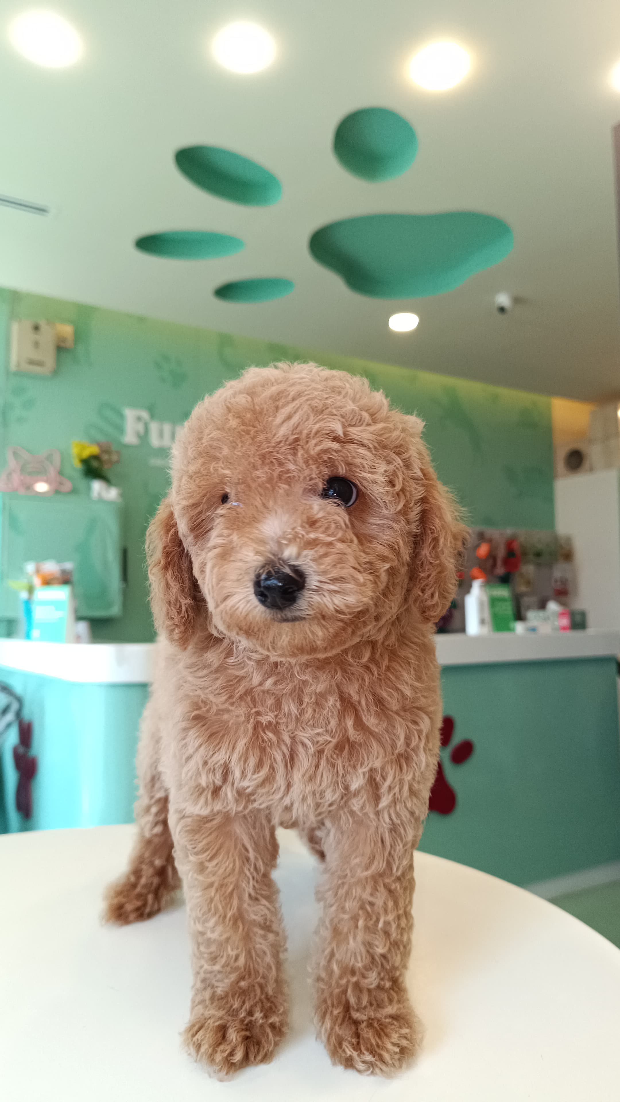 Poodle Puppy