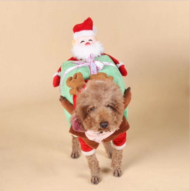 Dog clothes