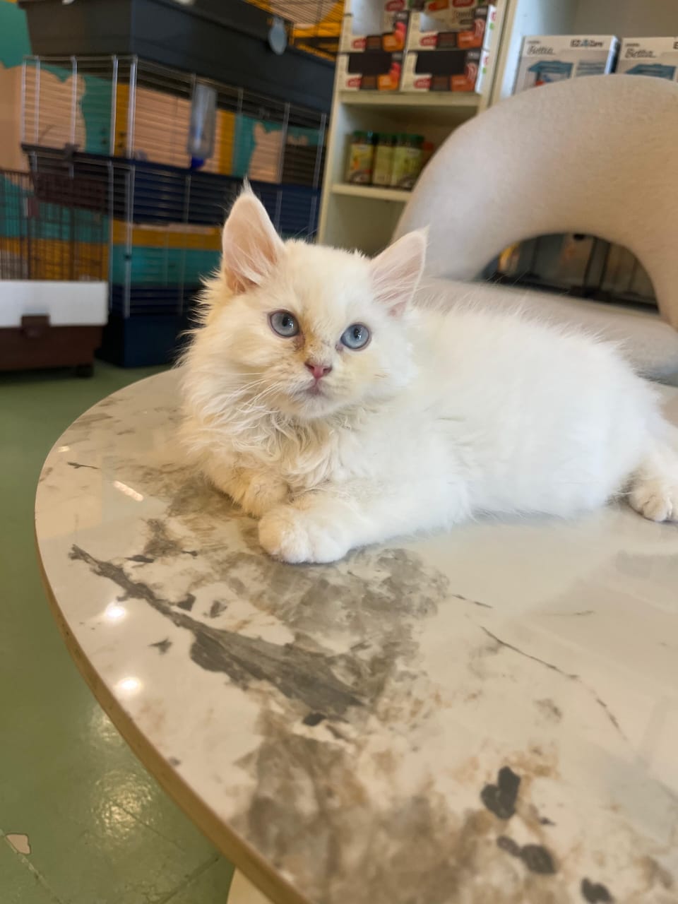 Persian Kitten
