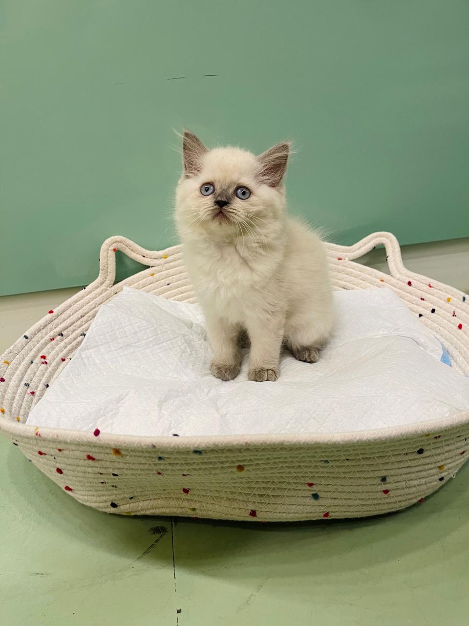 Himalayan Male Kitten