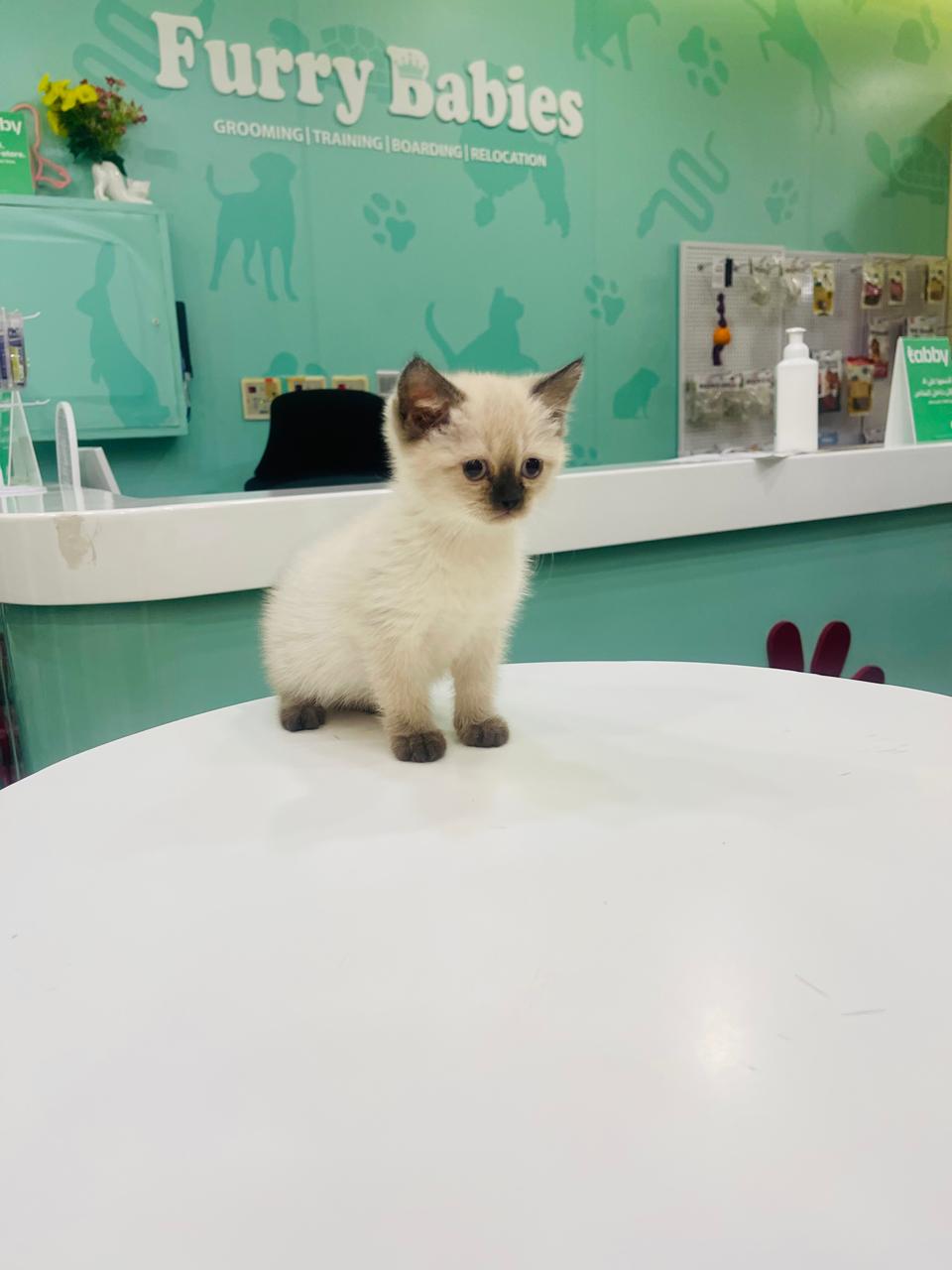 Ragdoll Kitten Female