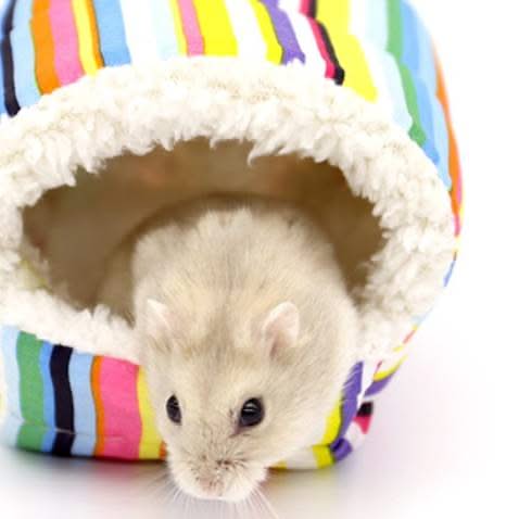 Pet hanging house