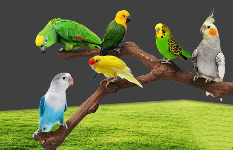 Pole for parrot birds