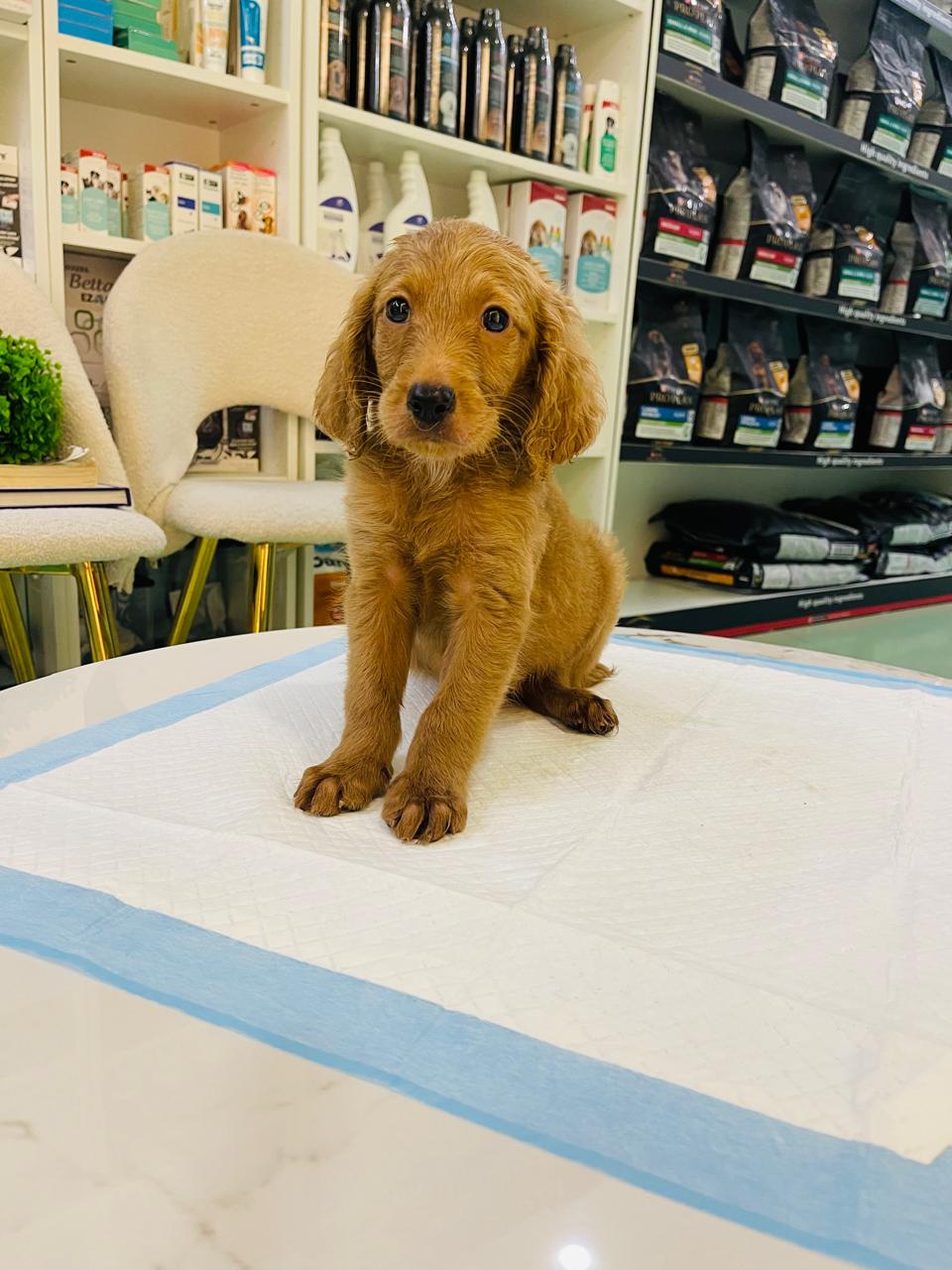 Golden Doodle Male Puppy