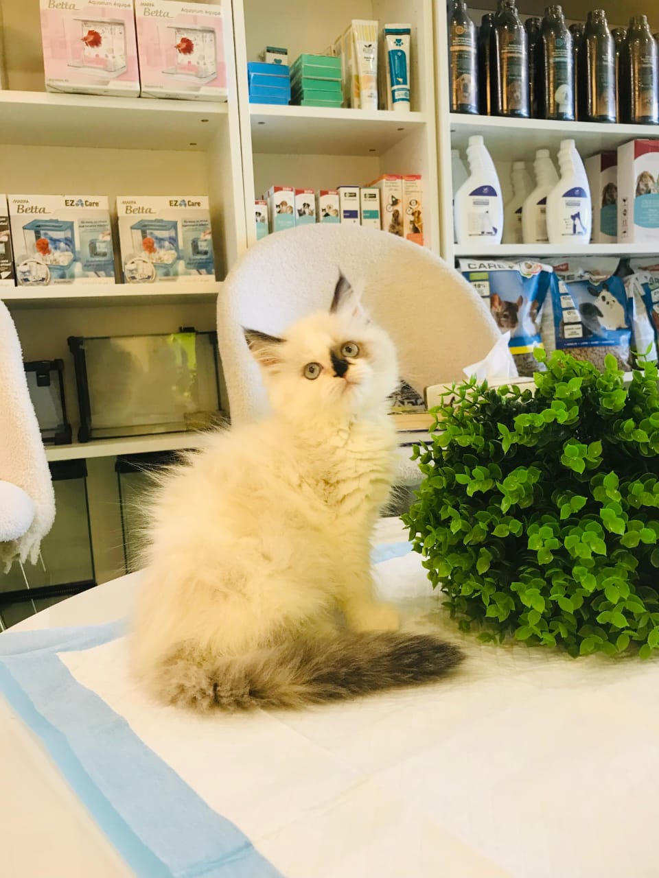 Ragdoll Kitten Female