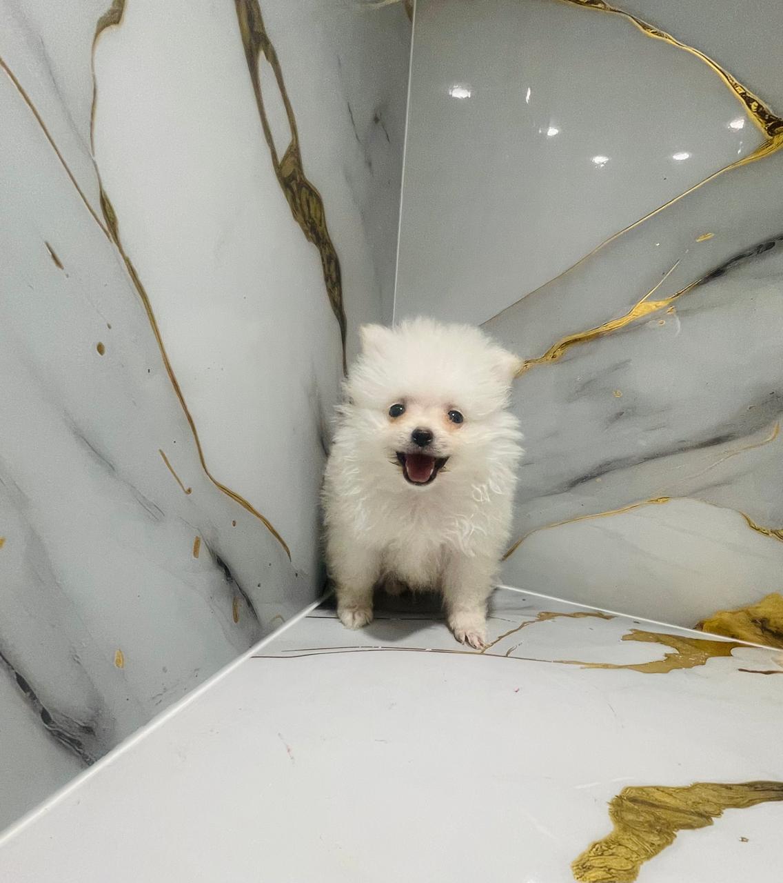 Tcup Pomerania Male Puppy