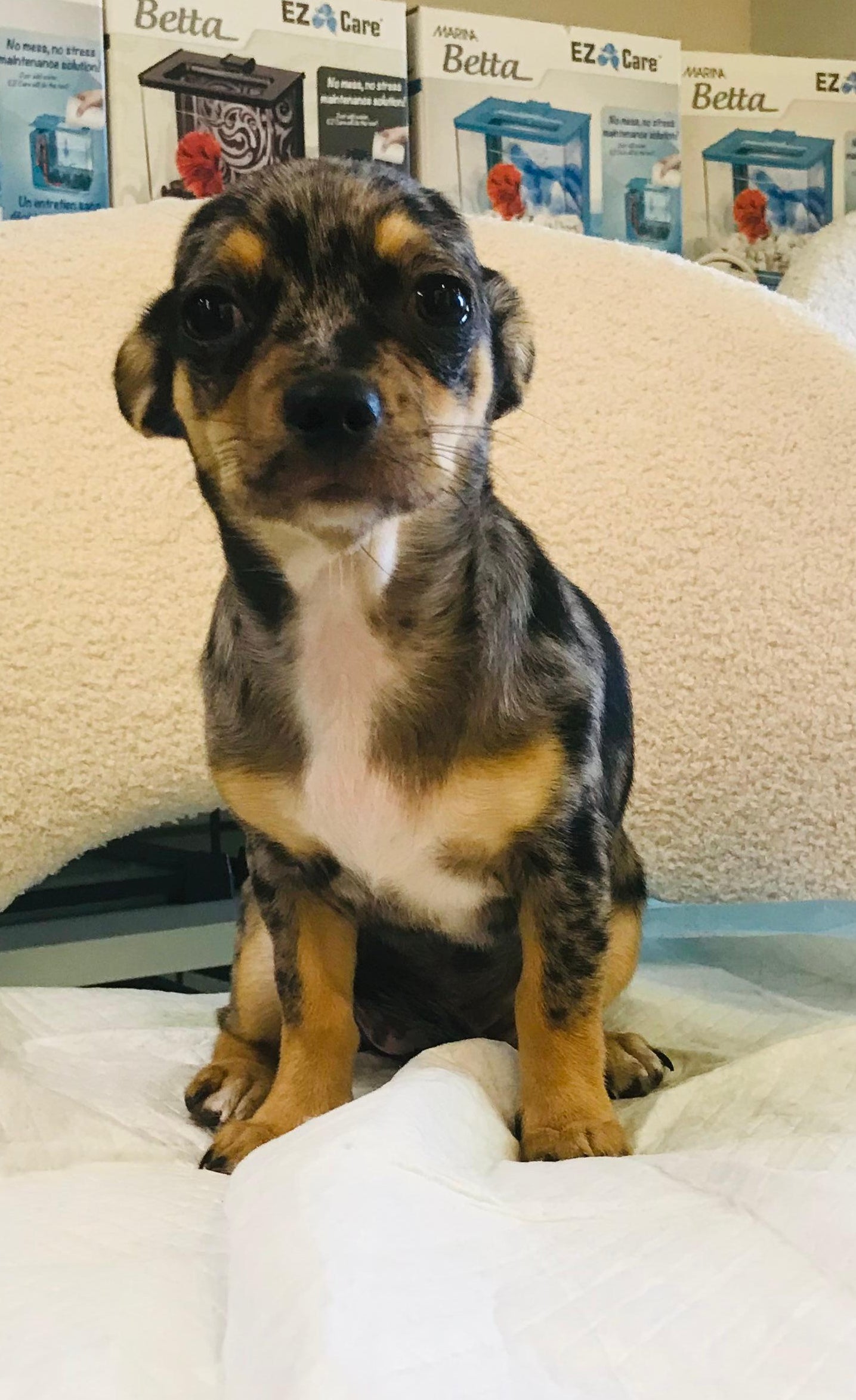 Merle Chihuahua Female