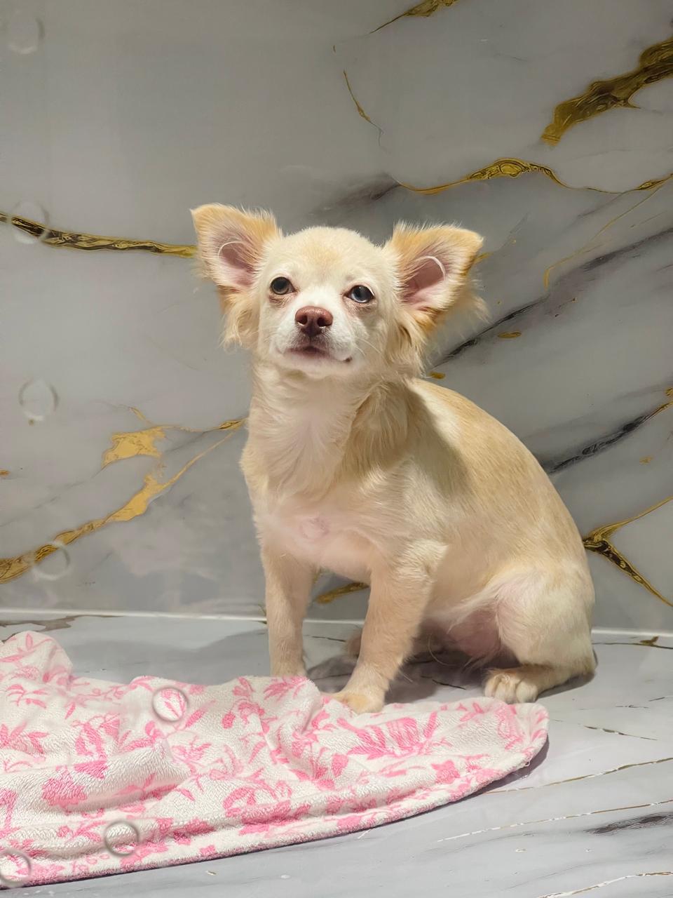 Chihuahua Long Hair