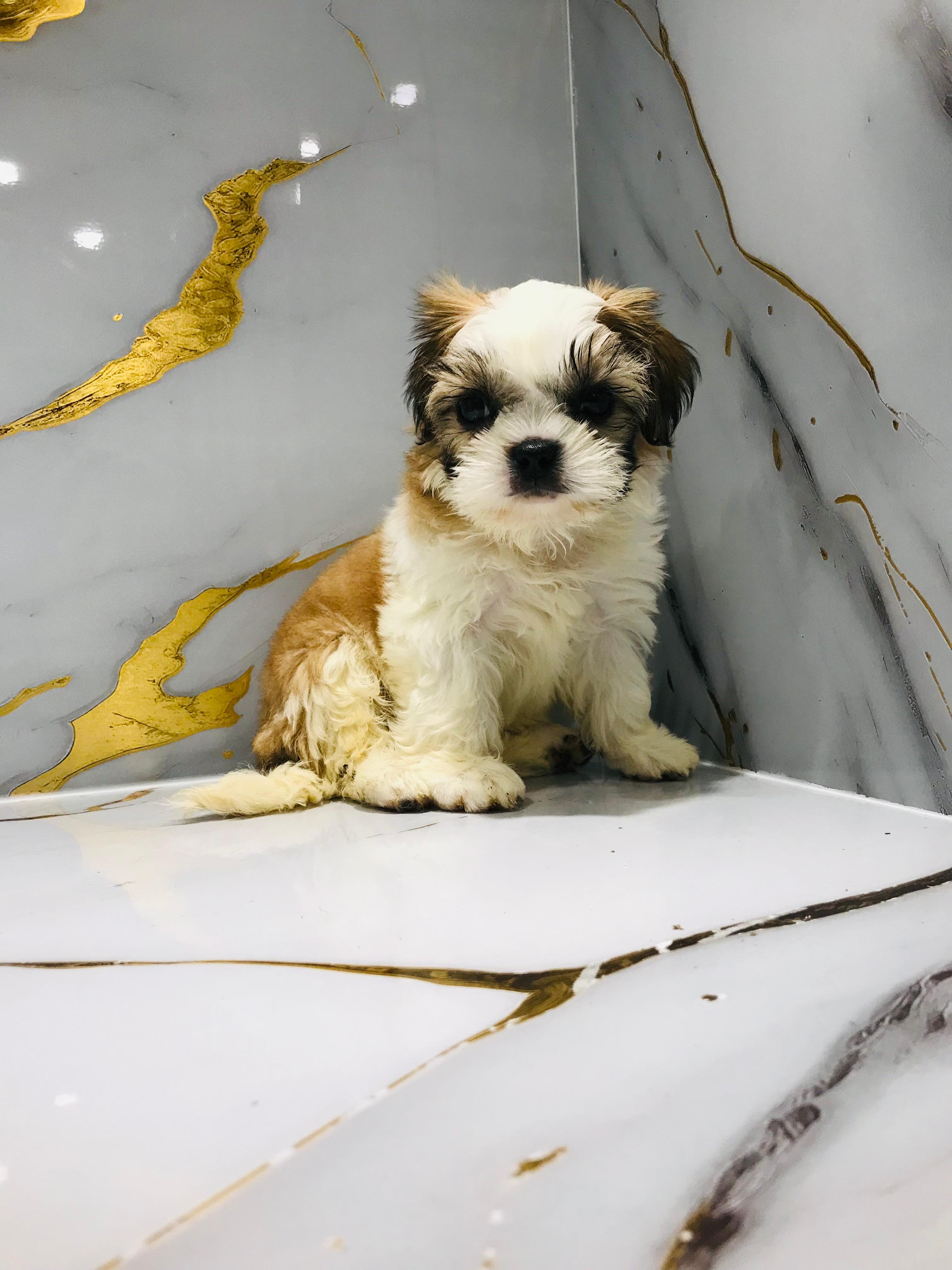 Shihtzu Puppy Female