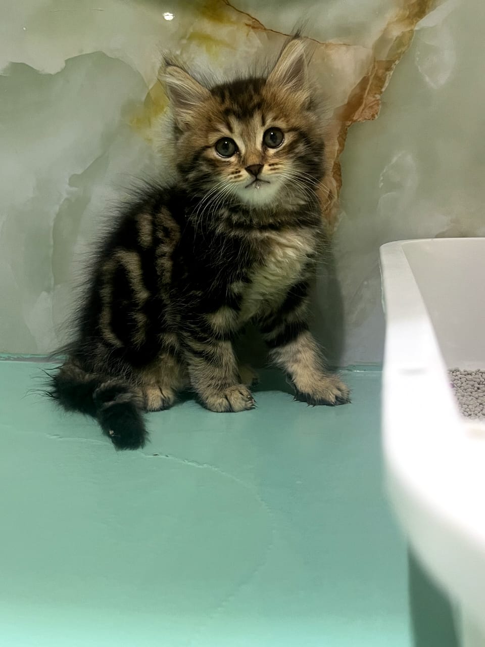 Siberian Kittens