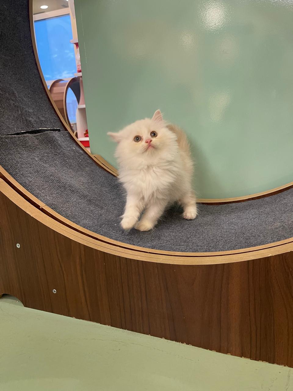 Persian Kitten