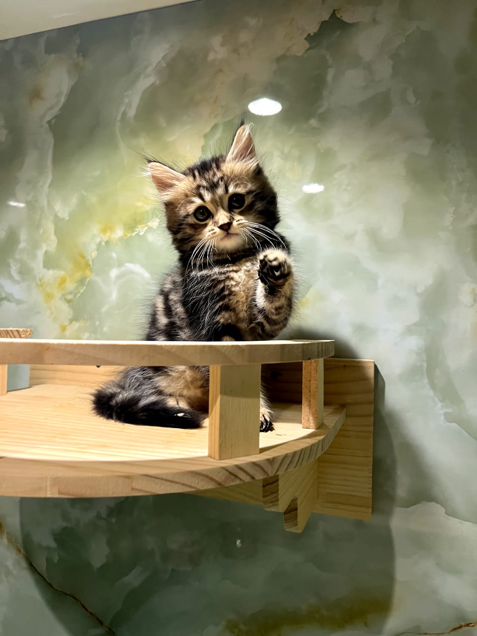 Siberian Kittens