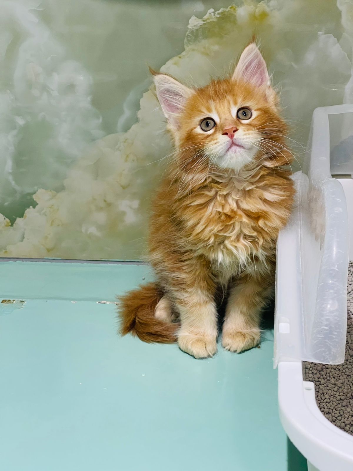 Maine Coon Male Kitten