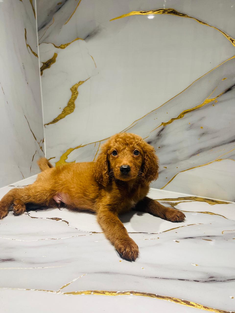Golden Doodle Male Puppy