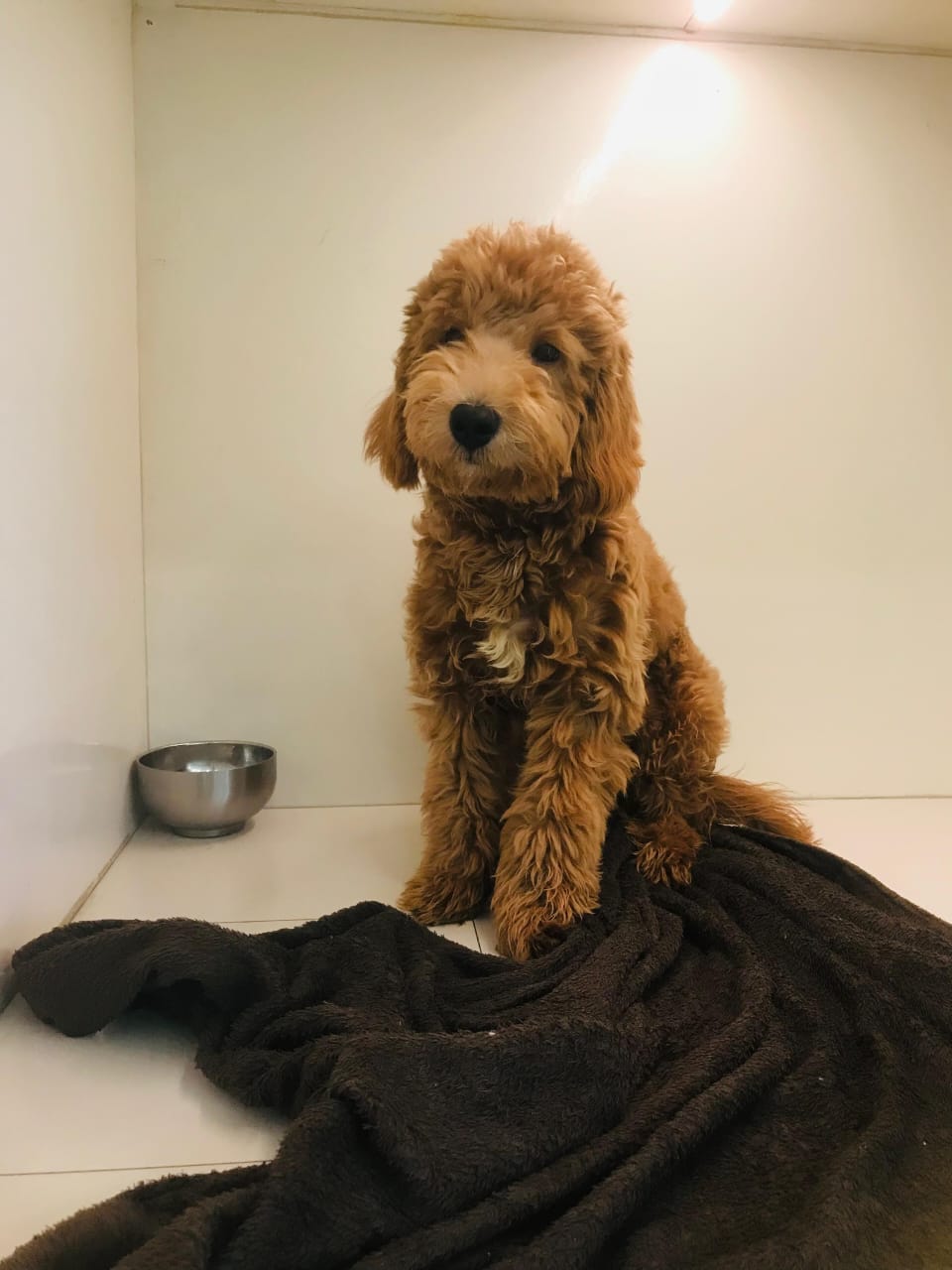 Golden Doodle Puppy