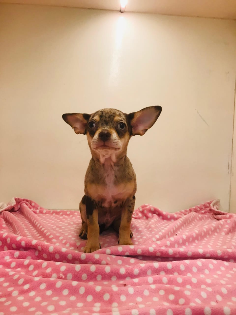 Merle Chihuahua Male