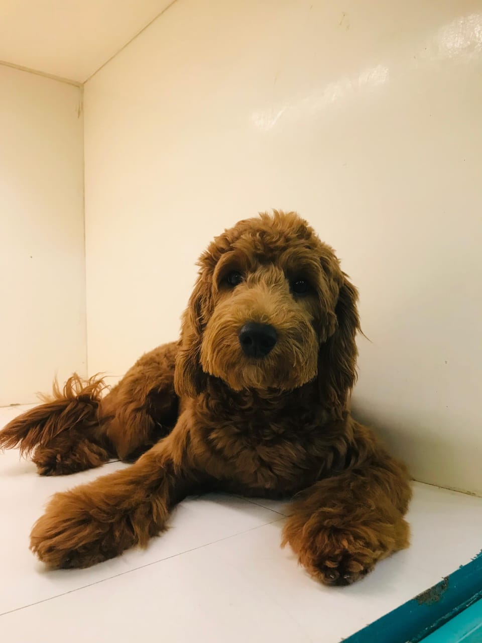 Female Golden Doodle
