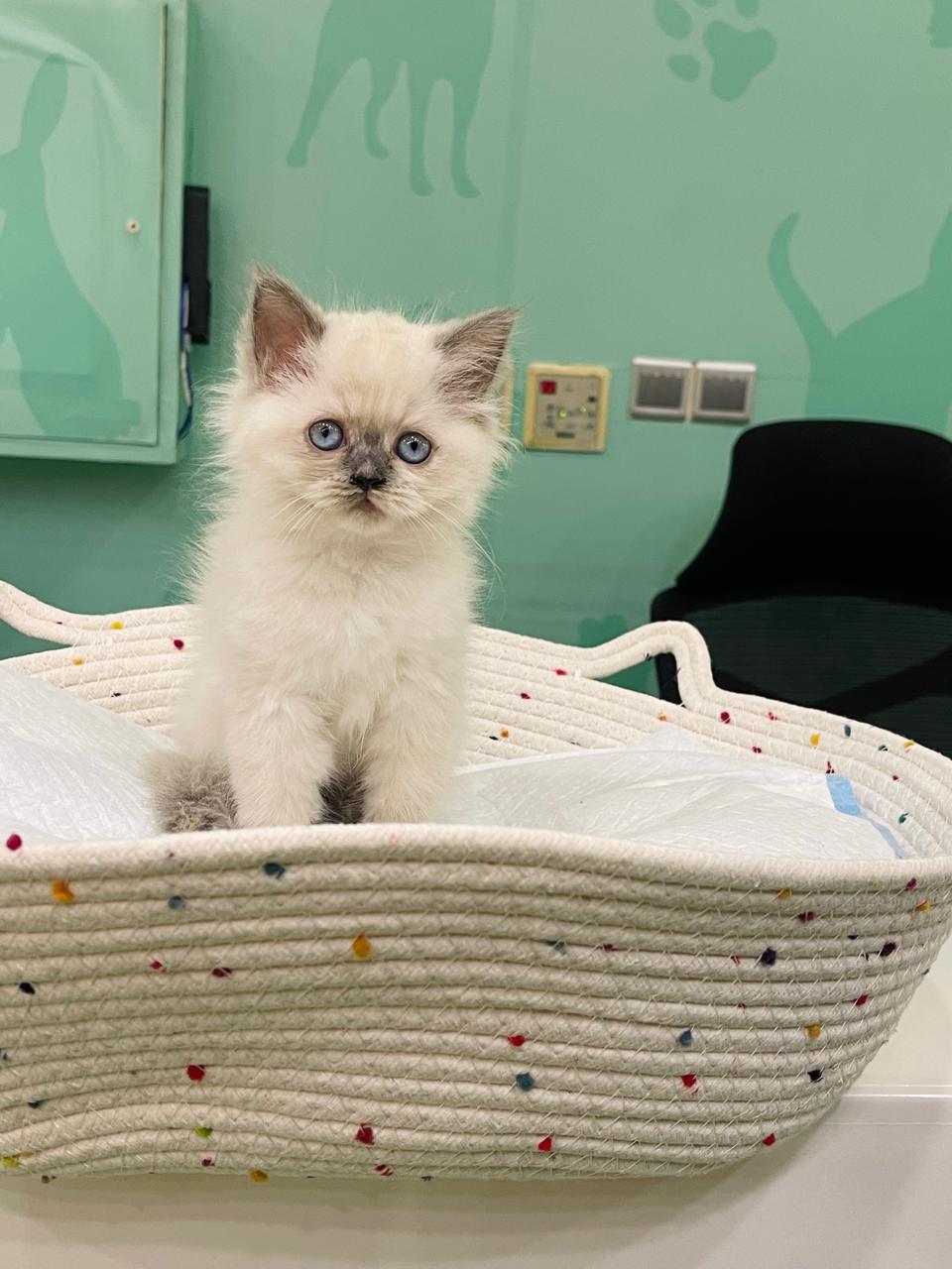 Himalayan Female Kitten