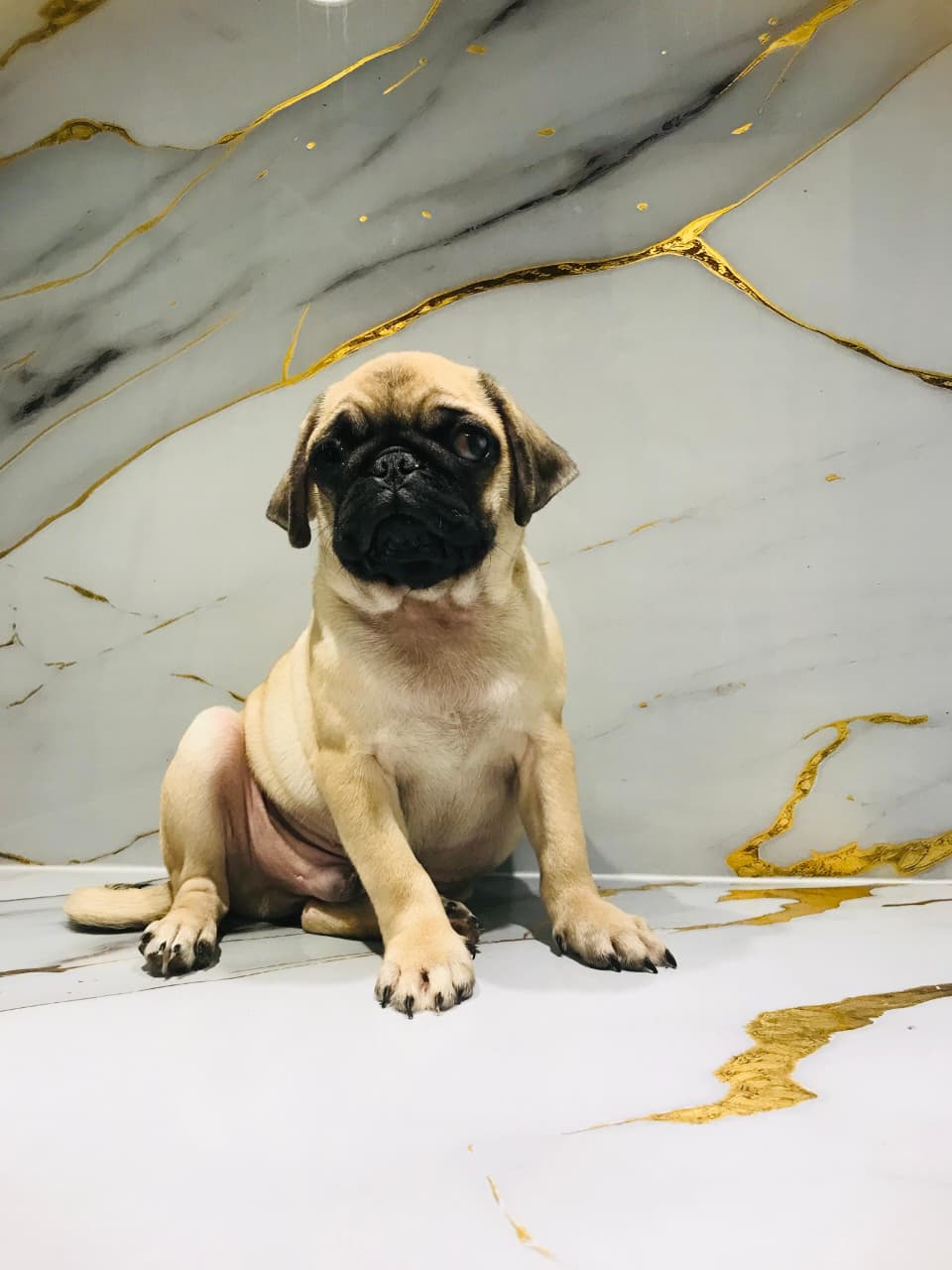 Pug Male