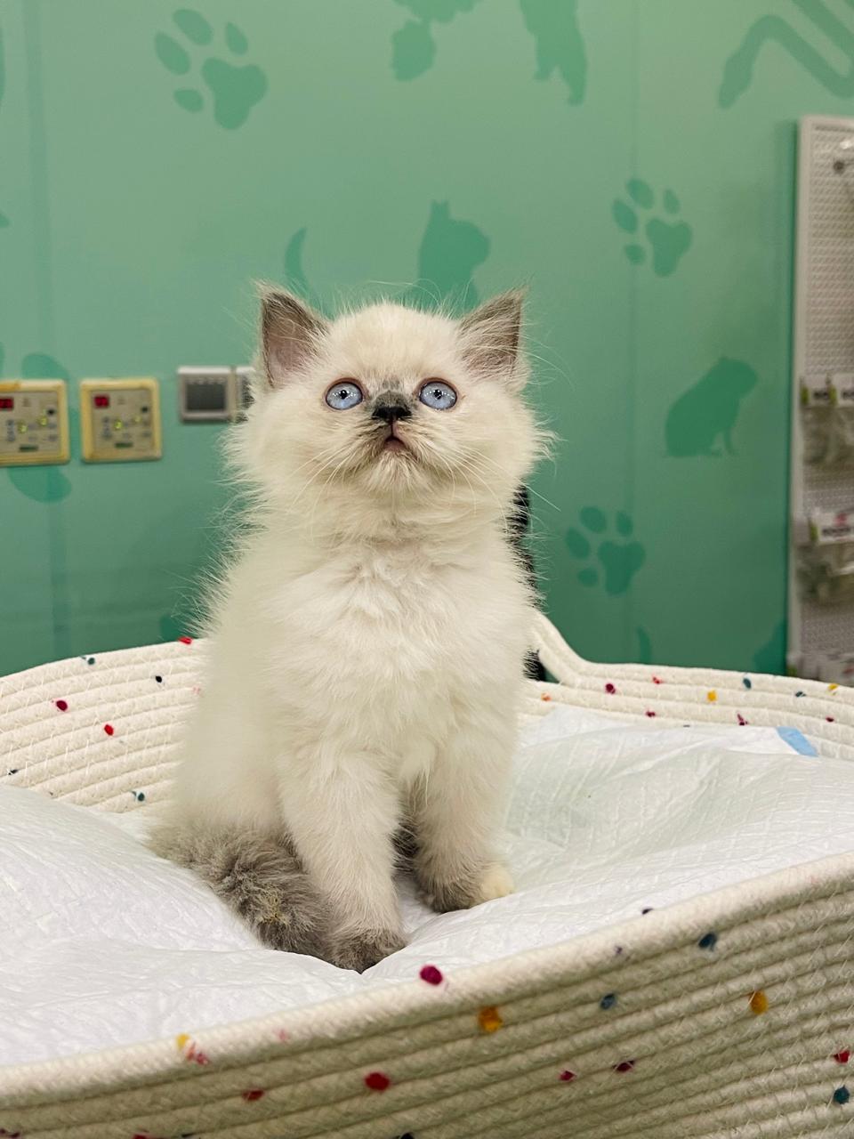 Himalayan Male Kitten