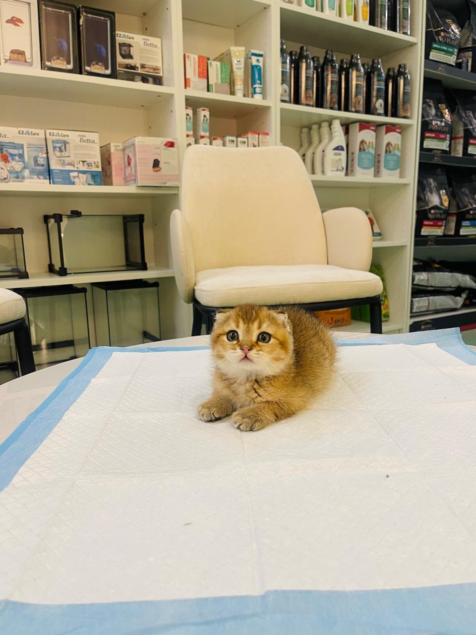 Scottish Fold Golden Chinchilla Male kitten