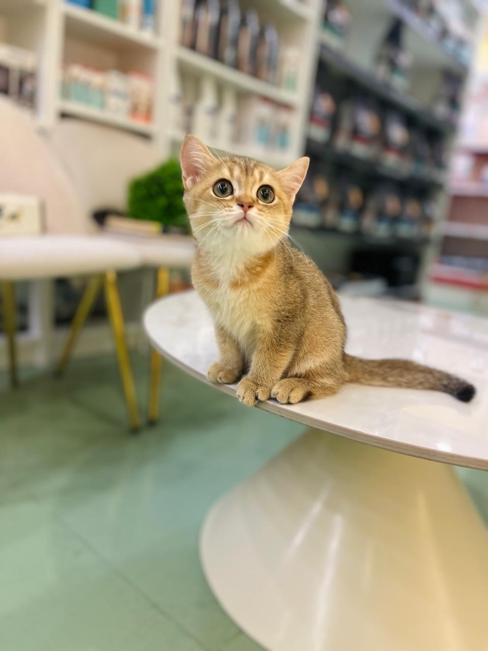 British Short Hair Golden Chinchilla Kitten Male
