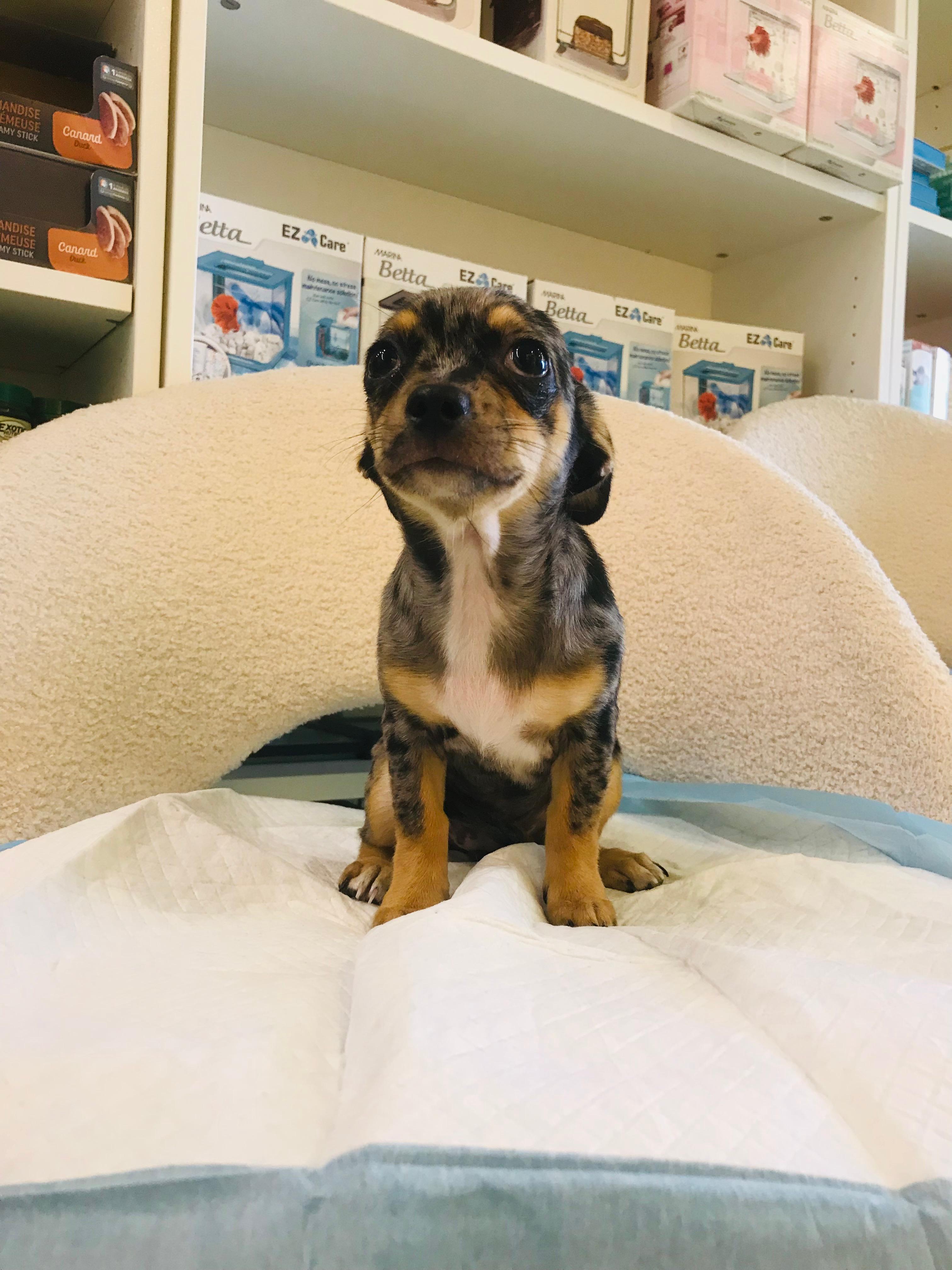 Merle Chihuahua Female