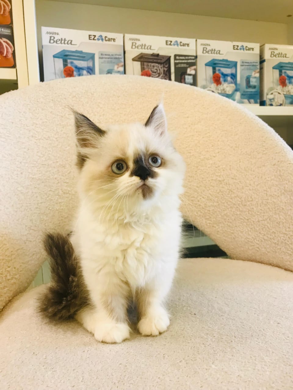 Ragdoll Kitten Male